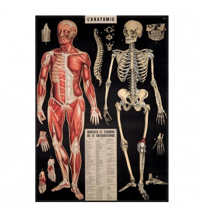 Affiche Anatomie