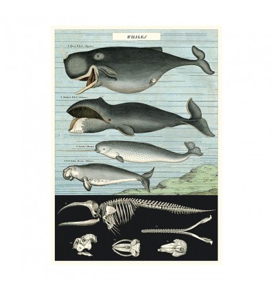 Affiche baleines - Cavallini & Co