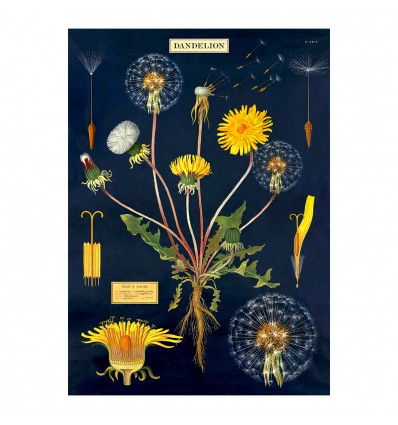 Affiche pédagogique Dandelion pissenlit - Cavallini & Co