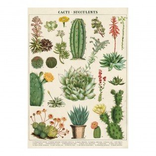 Affiche pédagogique Cactus et succulentes - Cavallini & Co