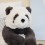 Peluche Harry panda (M) - Jellycat