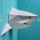 Kit de pliage papier trophée Requin gris - Assembli