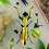 Insecte DIY Mante Religieuse - Assembli