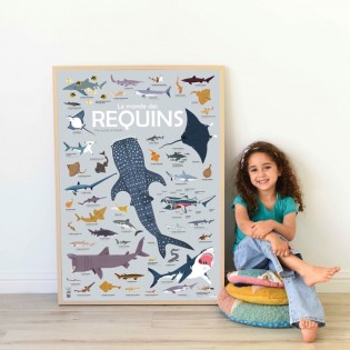 Poster & stickers Requins - Poppik
