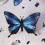 Insecte DIY Papillon Blue mountain - Assembli