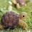 Eugy puzzle Tortue de terre 3D en carton