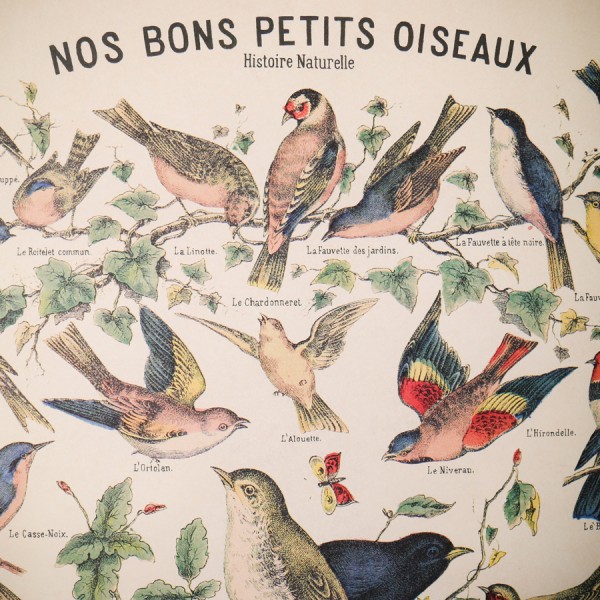 Poster art print affiche Image école Ornithologie Oiseau Verdier Ordinaire